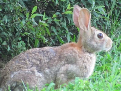 bunnyblog