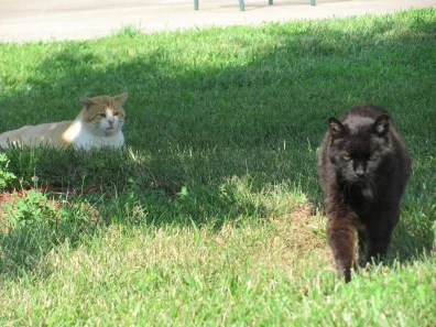 catsblog