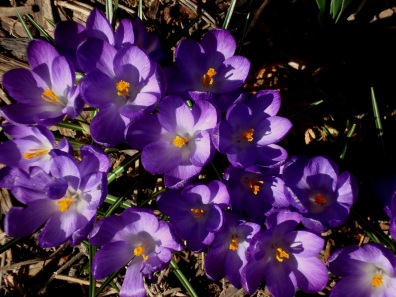spring2012blog