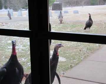 wildturkeybloge