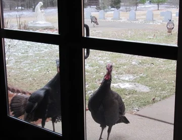 wildturkeybogd