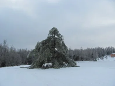 pinetreeicedamageblog2014