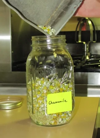 Monastic Tea Garden - Chamomile