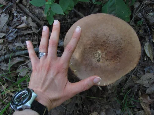 Monastery Mushrooms