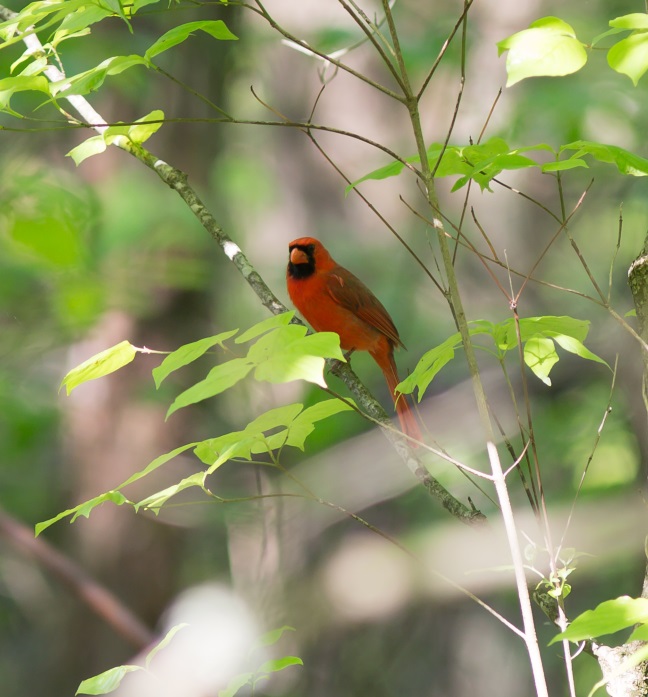 cardinal-in-treeblog2015.jpg