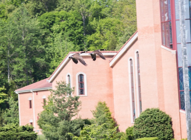 monastery-geese-flyby-2blog-2015.jpg