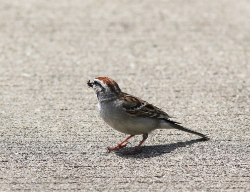 sparrow-with-lunchblog2015.jpg