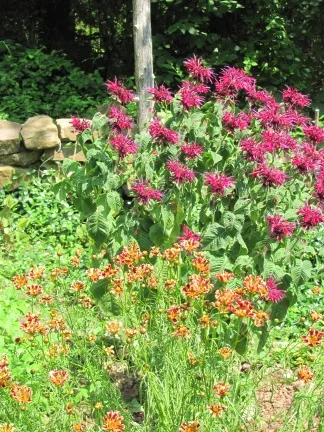 Close-up of Beebalm plant