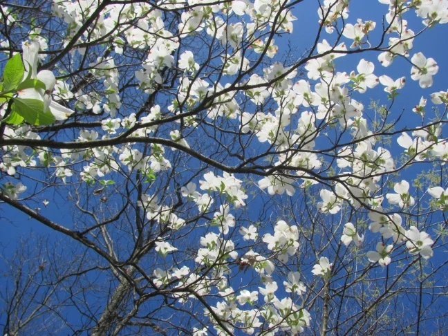 Holy Week 2017 - Easter Sunday