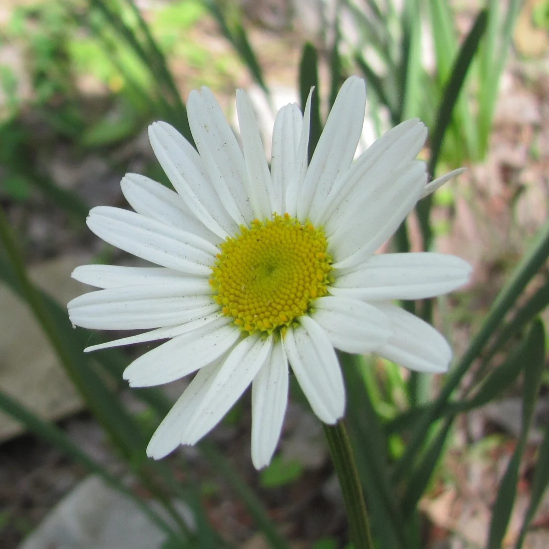 Consider the...Daisies?
