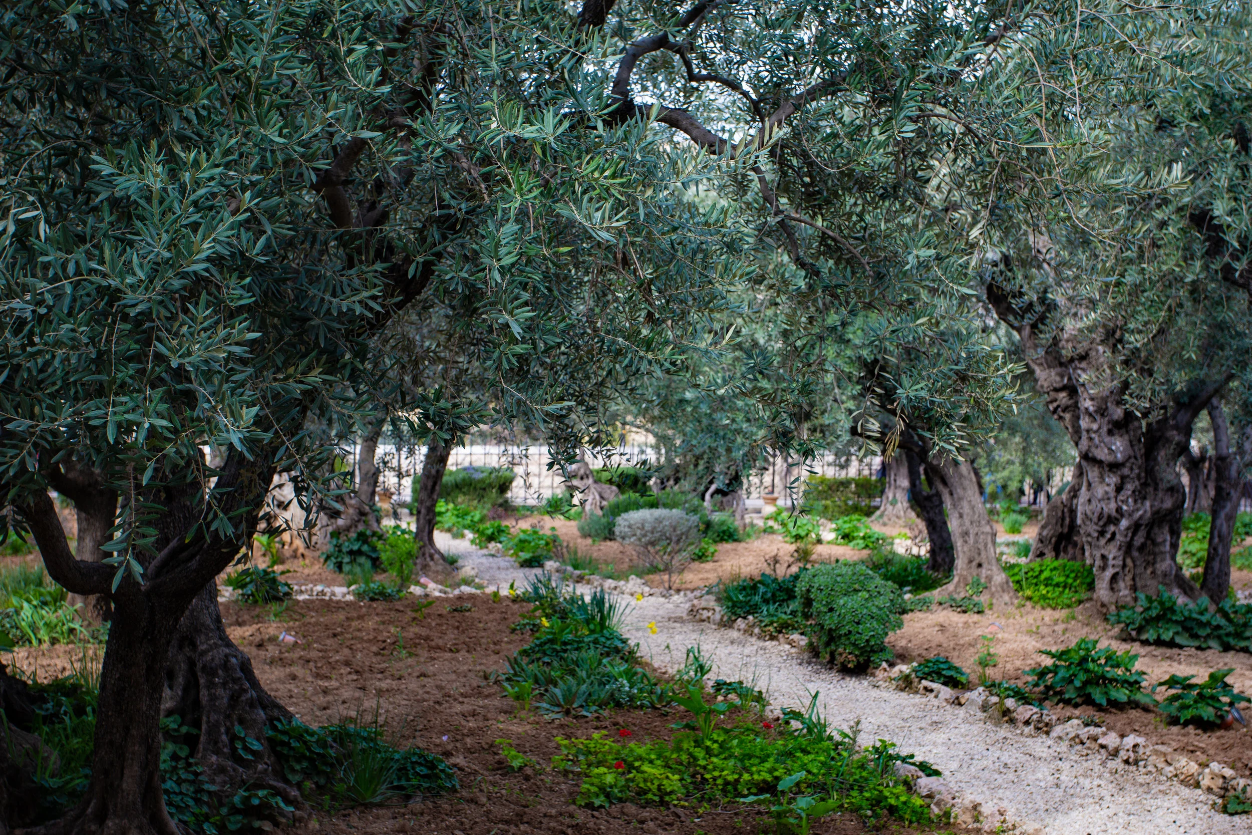 Garden of Gethsemane Photo by Stacey Franco on Unsplash