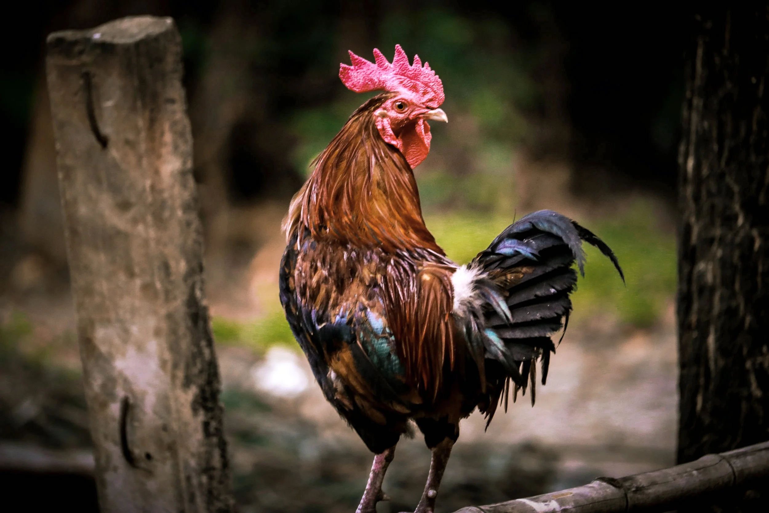 Jesus said to him, “Amen, I say to you, this very night before the cock crows, you will deny me three times.” -Mt 26:34 Photo by Kazi Faiz Ahmed Jeem on Unsplash