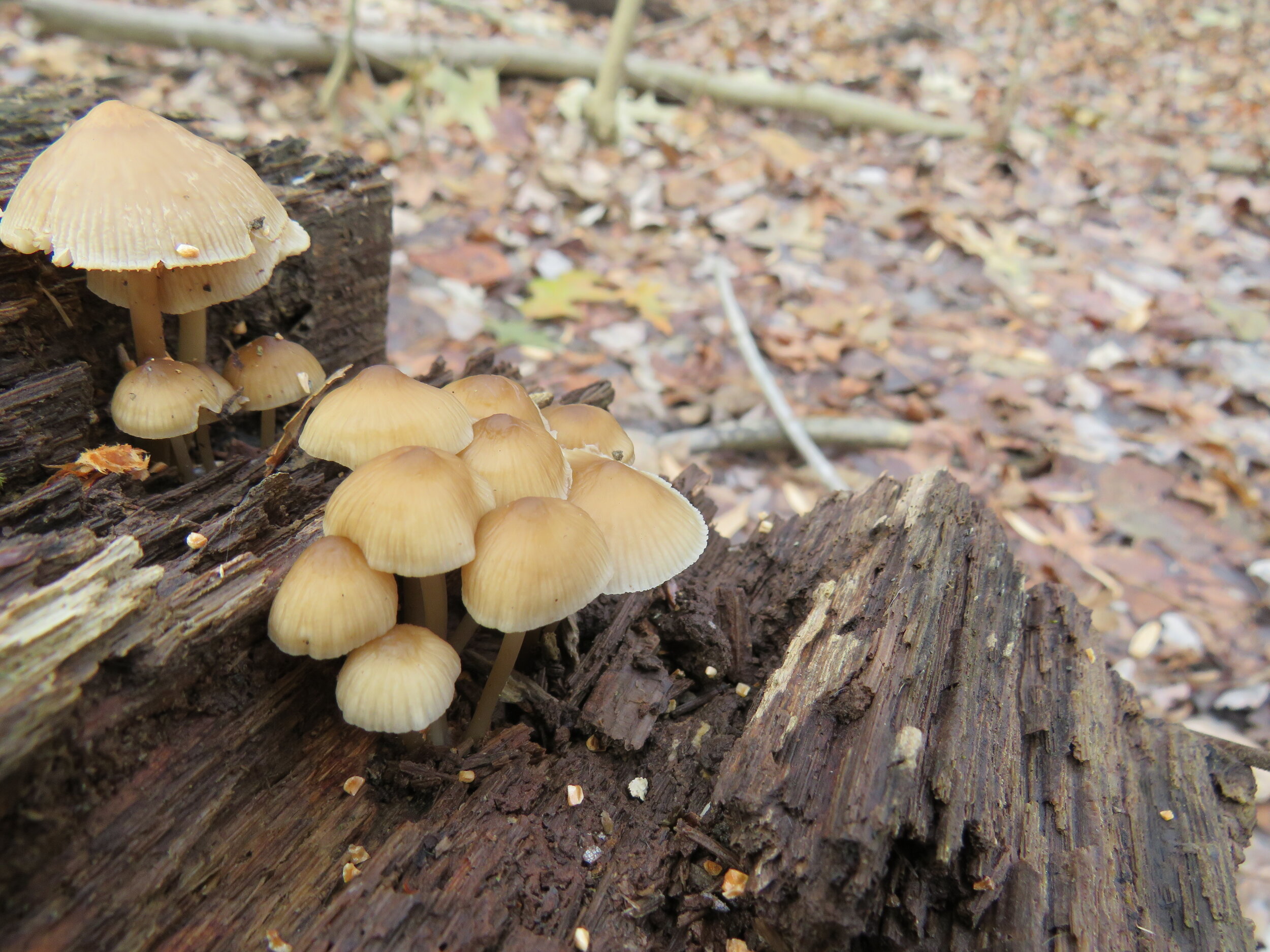  A family of tiny mushrooms. 
