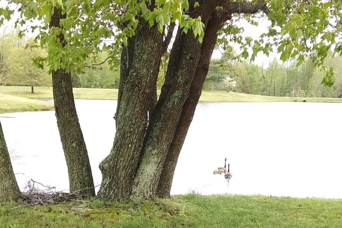  Can you see the six new goslings swimming between Mama and Papa Goose? This is one of two “families” that is calling our lake home this spring! 