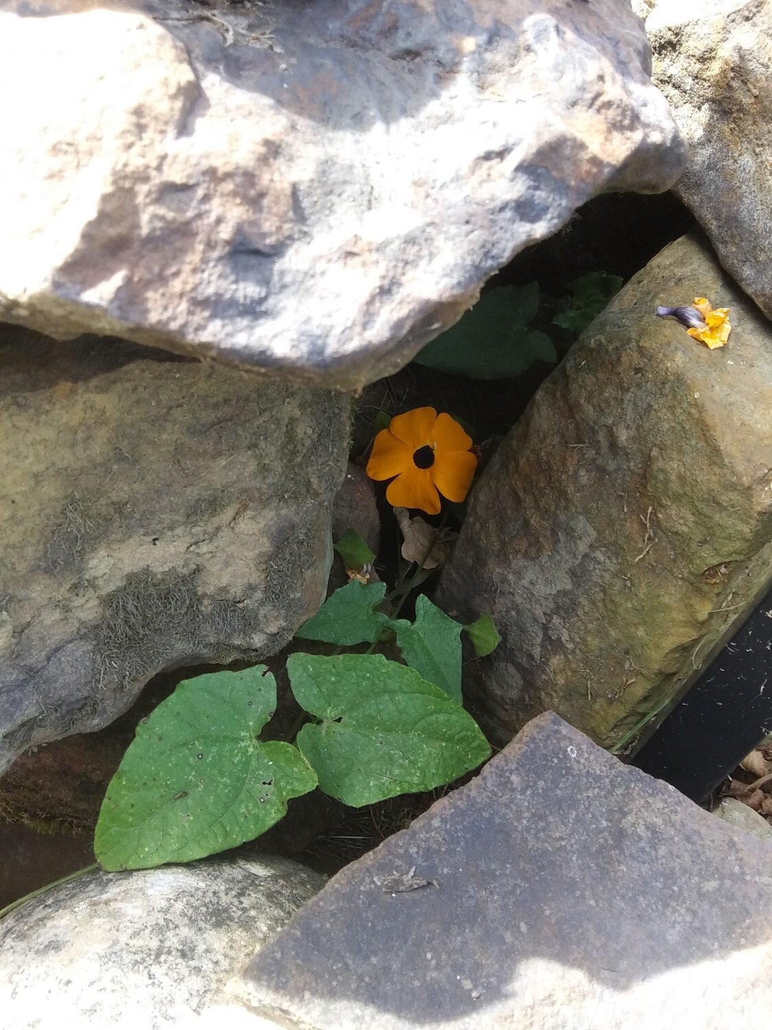 A tiny flower on our black-eyed susan vine managed to escape a hard November frost by hiding between some rocks! 