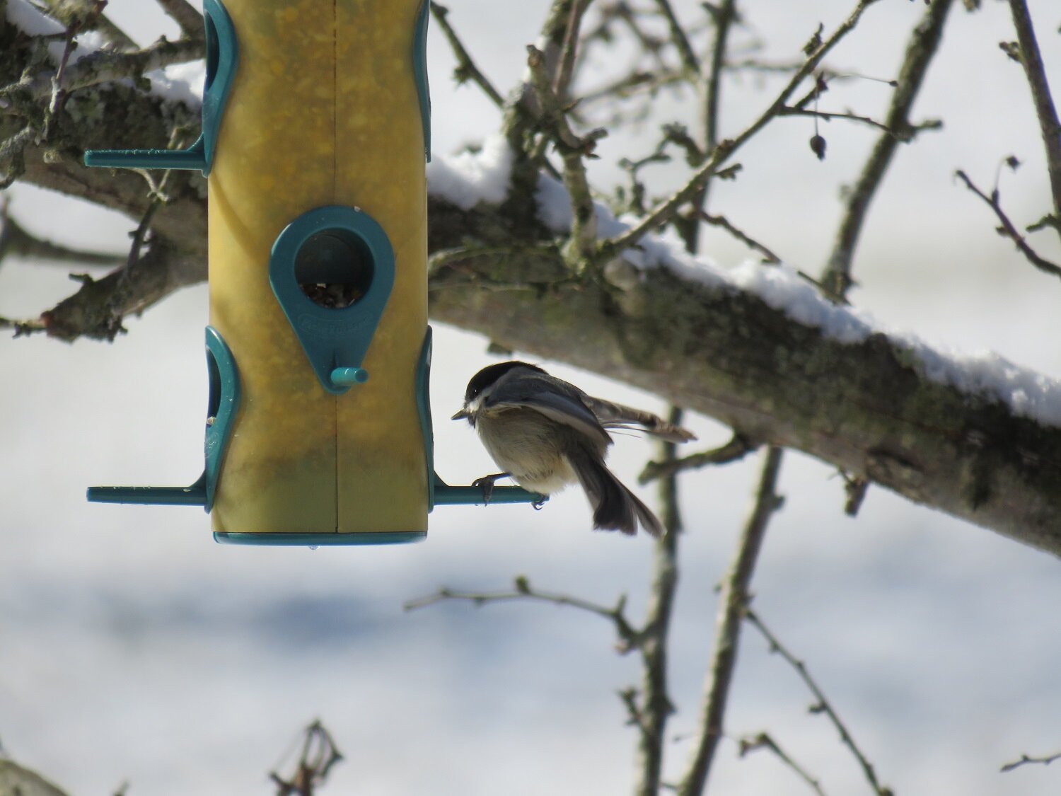  A Carolina chickadee perches daintily on one of our birdfeeders 