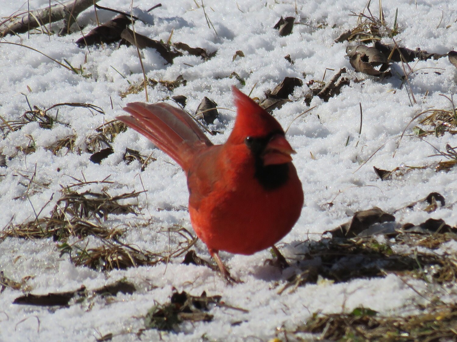  Lots of northern cardinals took advantage of the free food! 