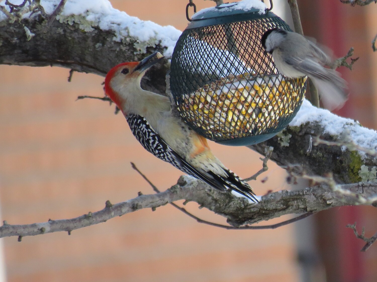  A rare moment — a red-bellied woodpecker sharing the birdfeeder! 