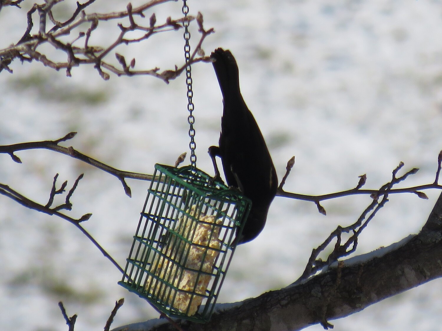  Some red-winged blackbirds really enjoyed our suet feeder 