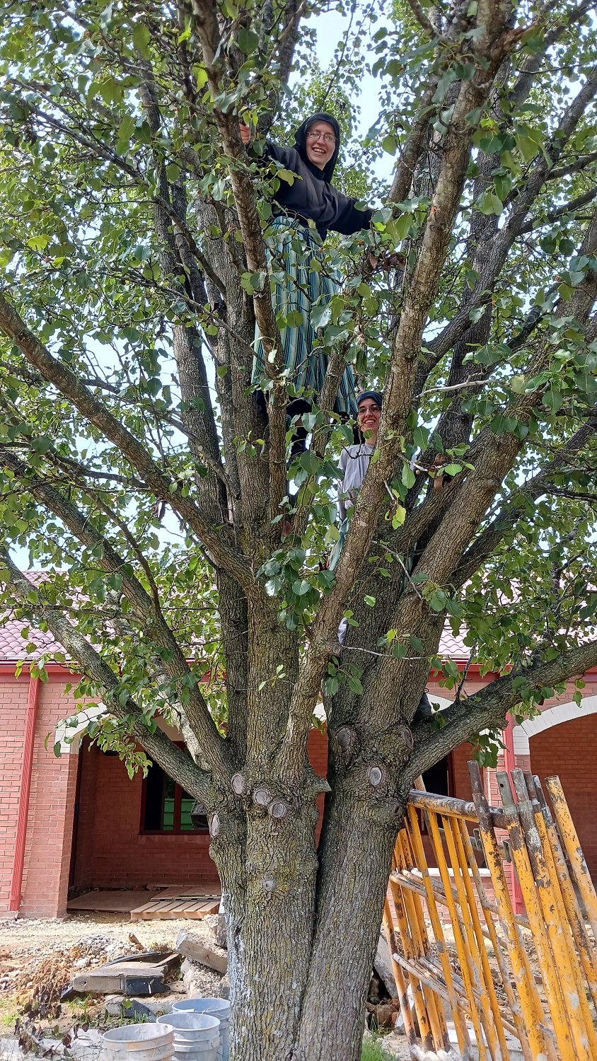  Shades of  The Sound of Music  — Sisters Mary Andrea and Frances Marie decided to climb our pear tree! 