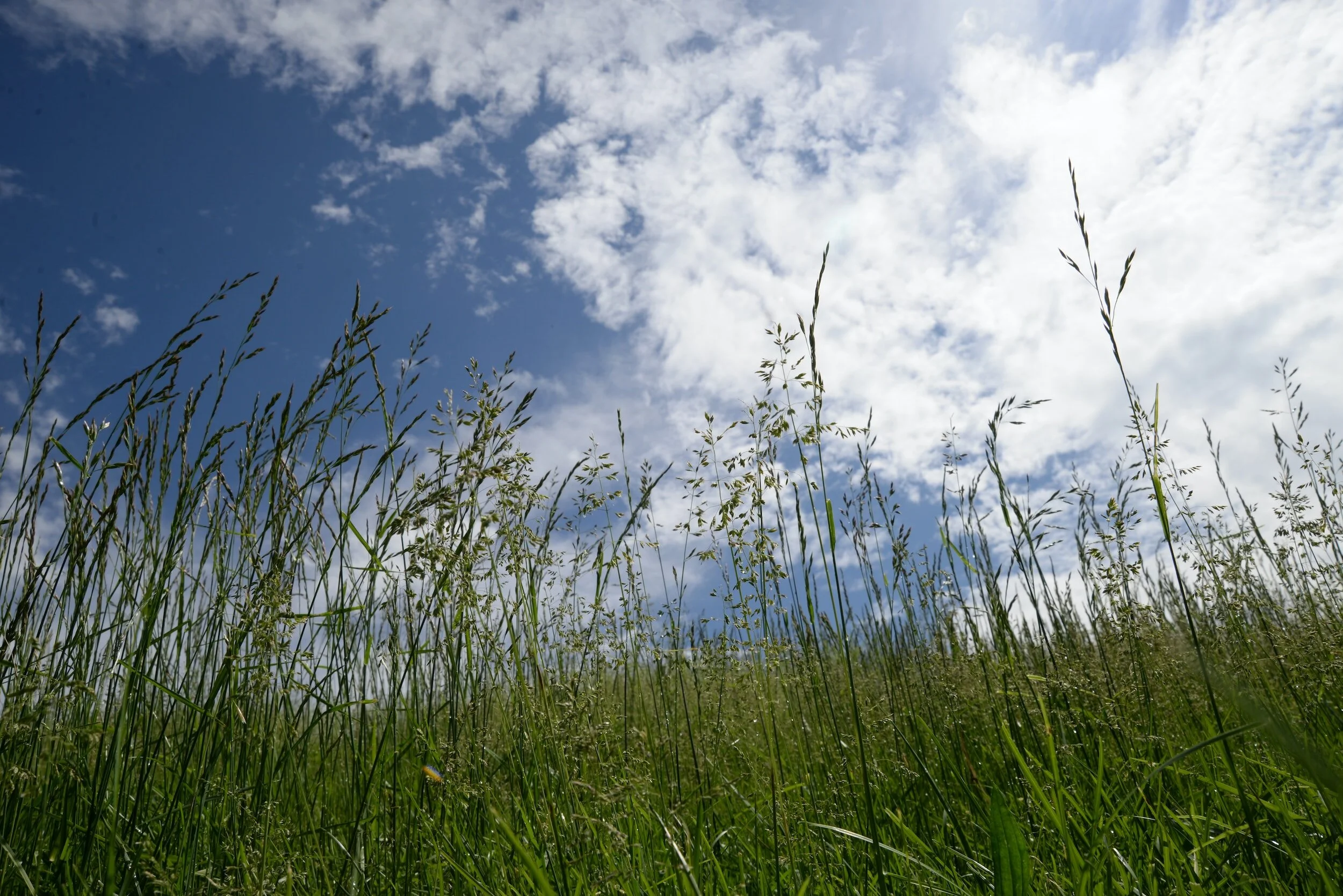 The Kingdom is Like ... Crabgrass??