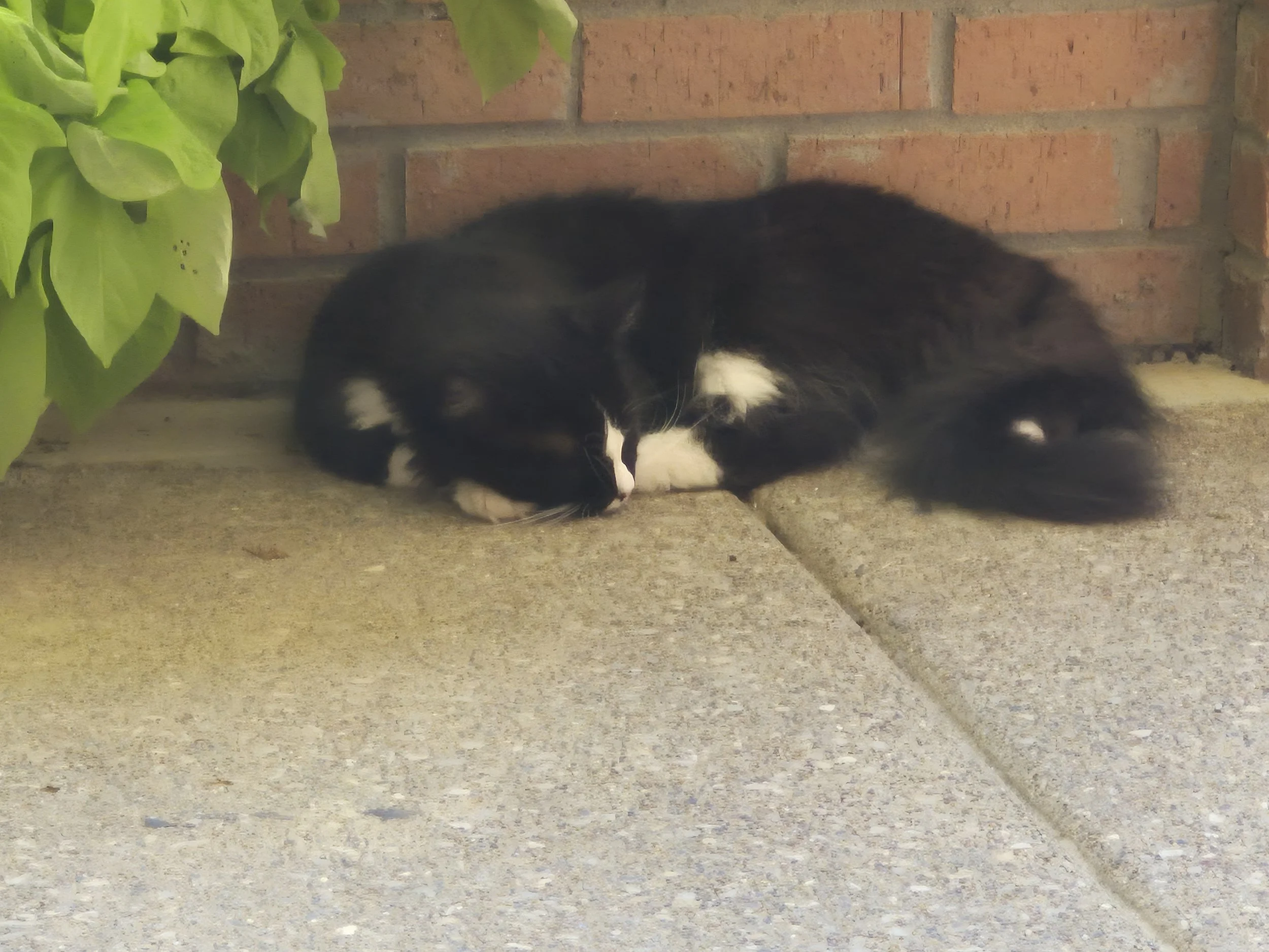 The Classic Kitty Snooze