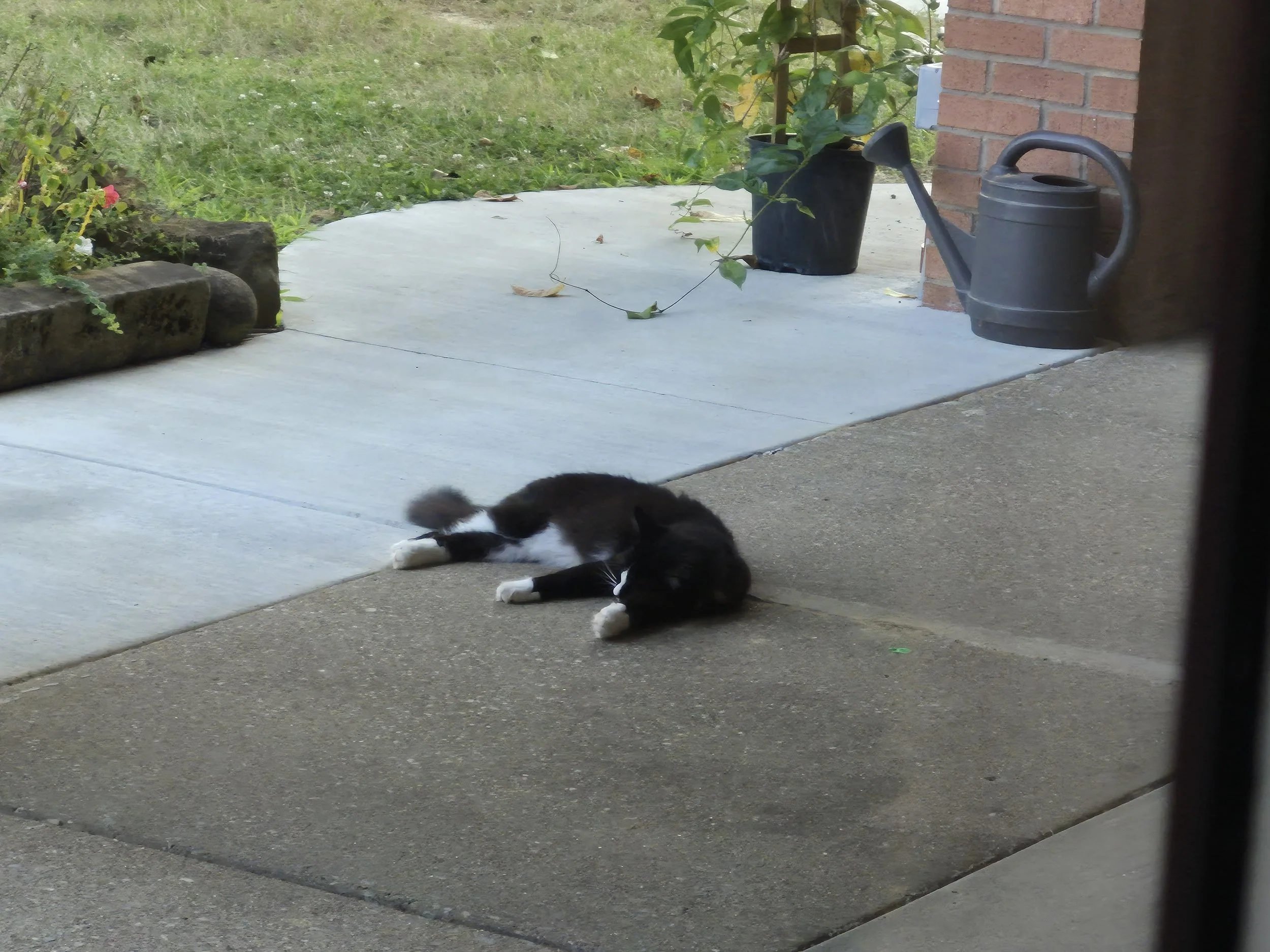 The “Dead Cat”