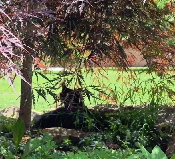 A Shade Tree Just for Me