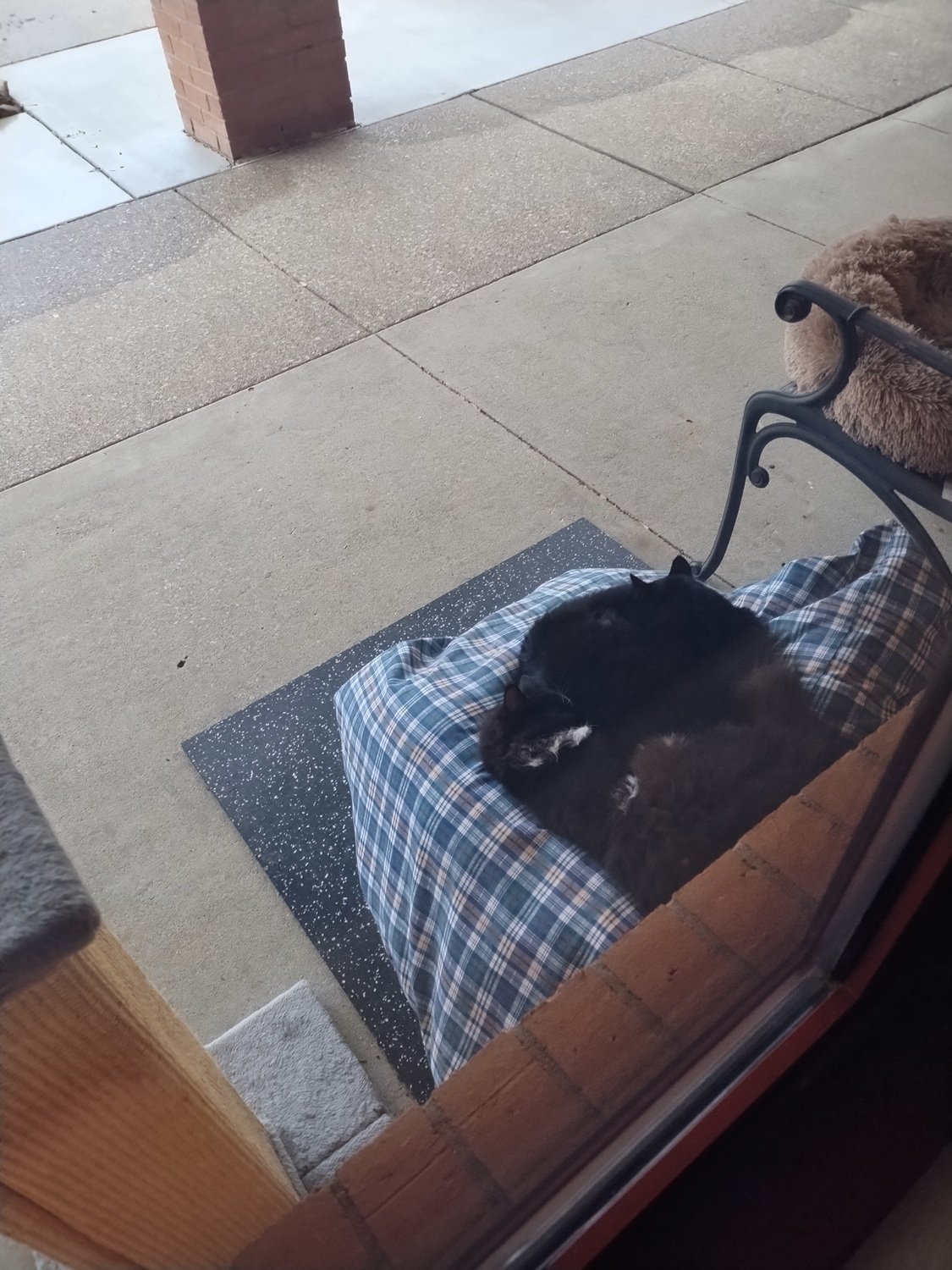  Where does one cat end and the other begin? 