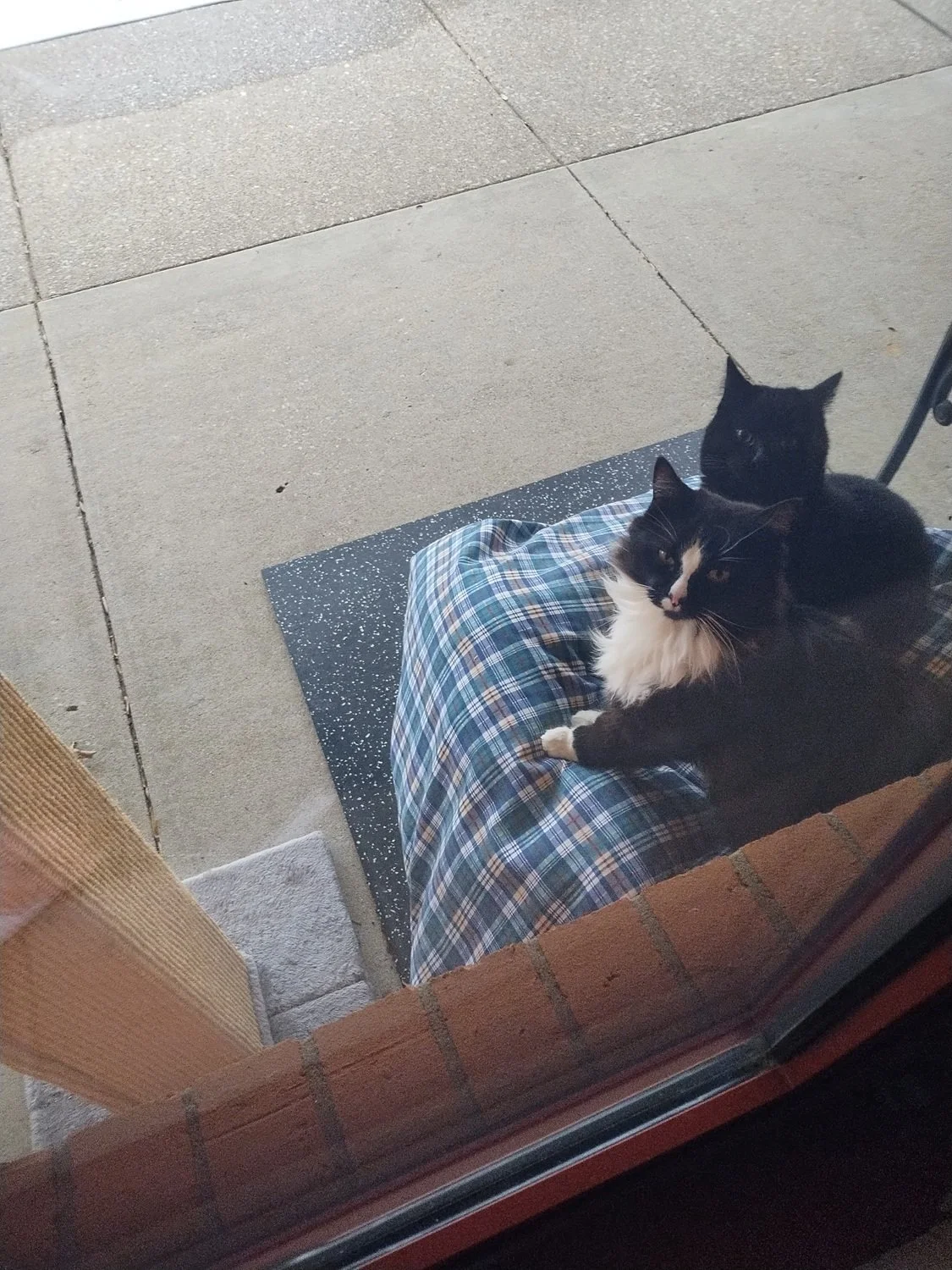  Tap on the window glass and you’ll find out! 