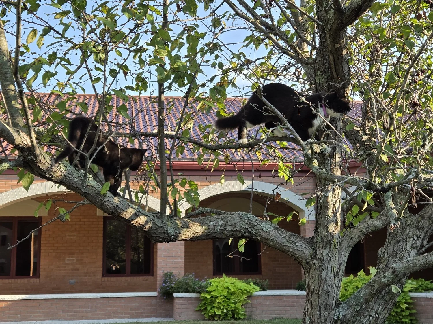  Josē and Nico exploring one of the crabapple trees in our courtyard 