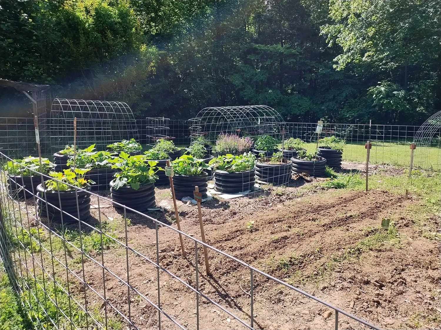  A view of our raised beds - zucchini, yellow squash, tomatoes, and various peppers - with the green bean patch (not yet sprouted!) in the foreground 