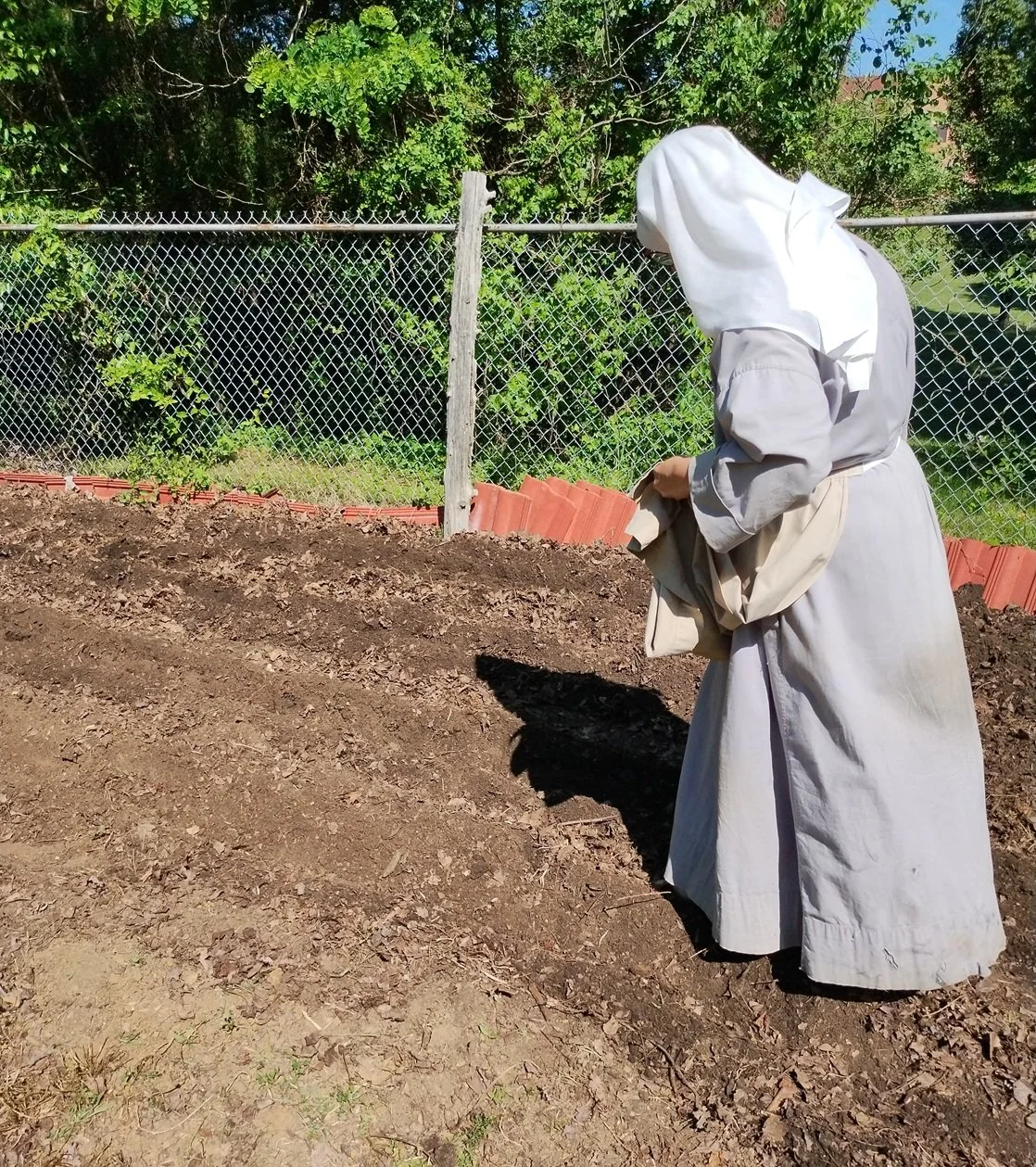  Sr. Bethany Marie sowing seed potatoes 