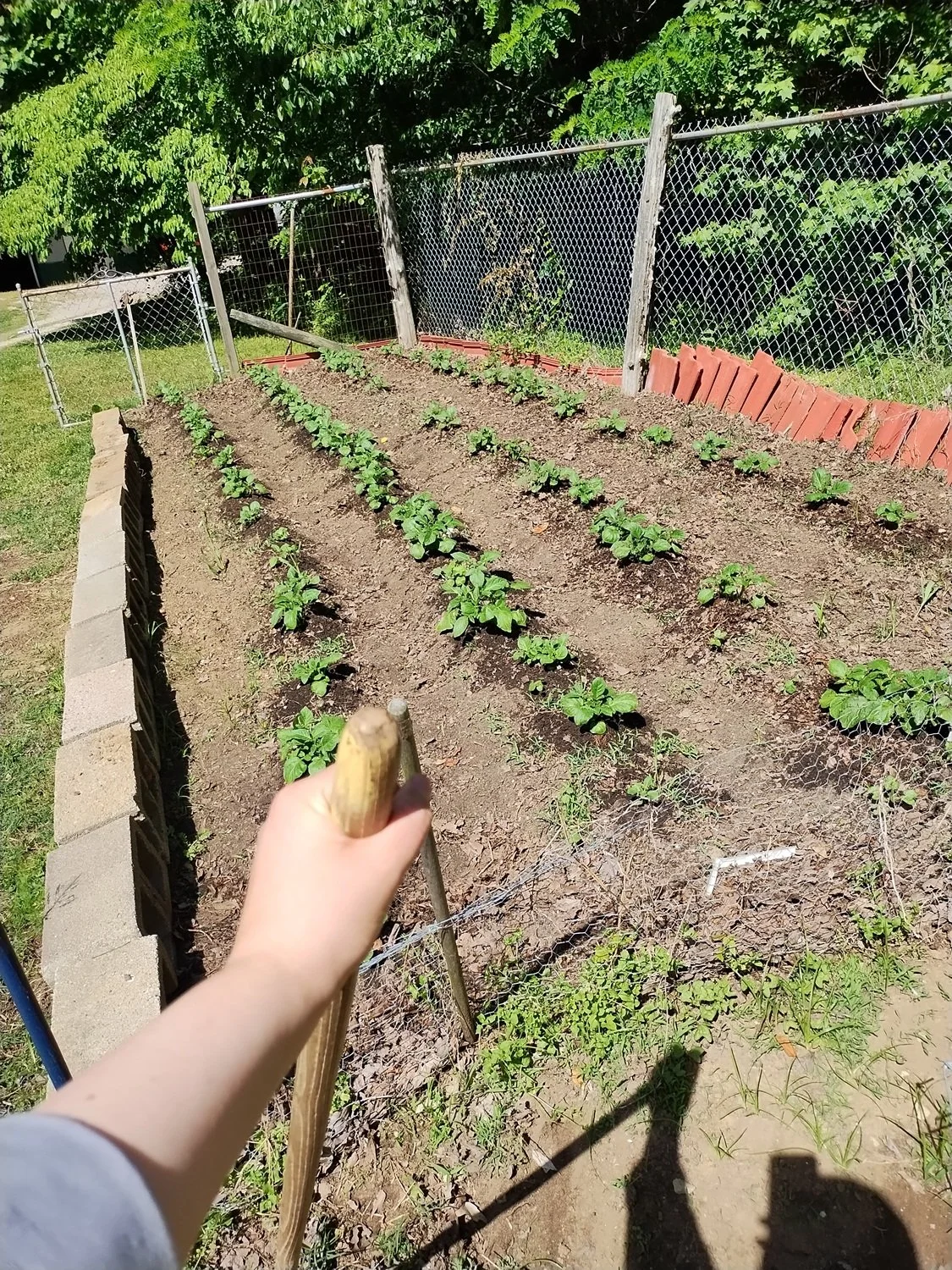  A few weeks later, and they’re coming up beautifully! 