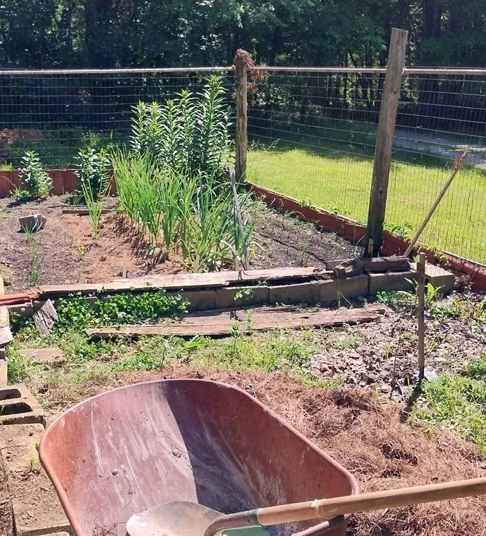  A few weeks later, see the little green sprouts coming up! (The bigger stalks in the middle are garlic that was planted last fall.) 