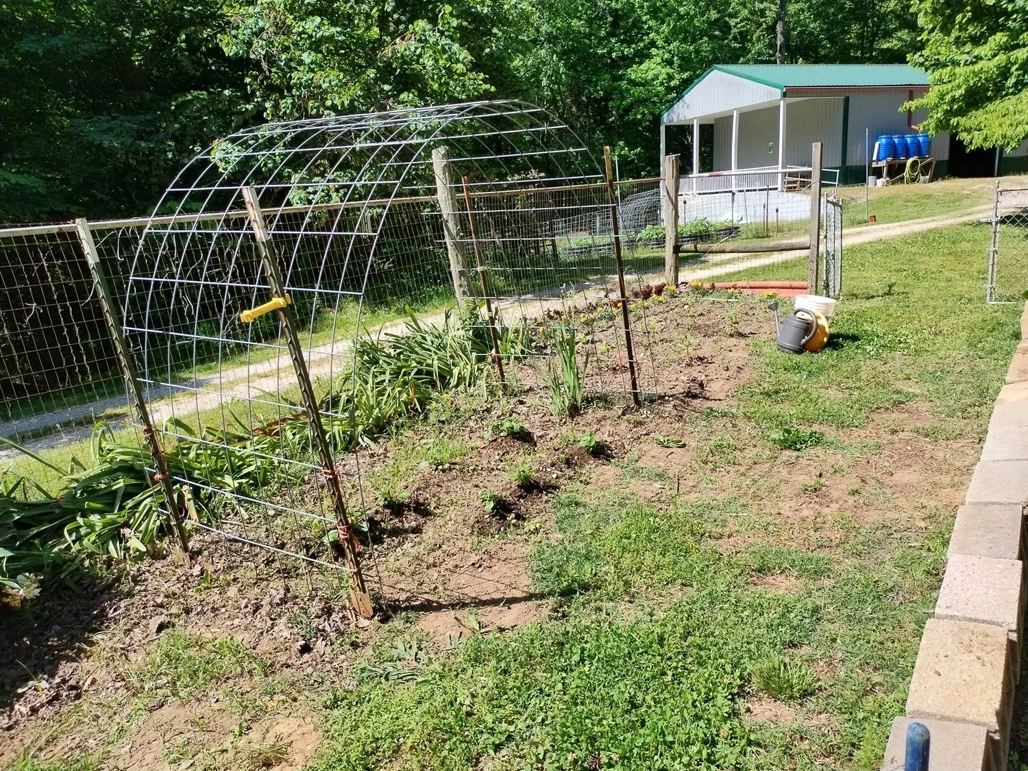  Some more potatoes (under the wire arch), and tiny okra and marigolds in the background 