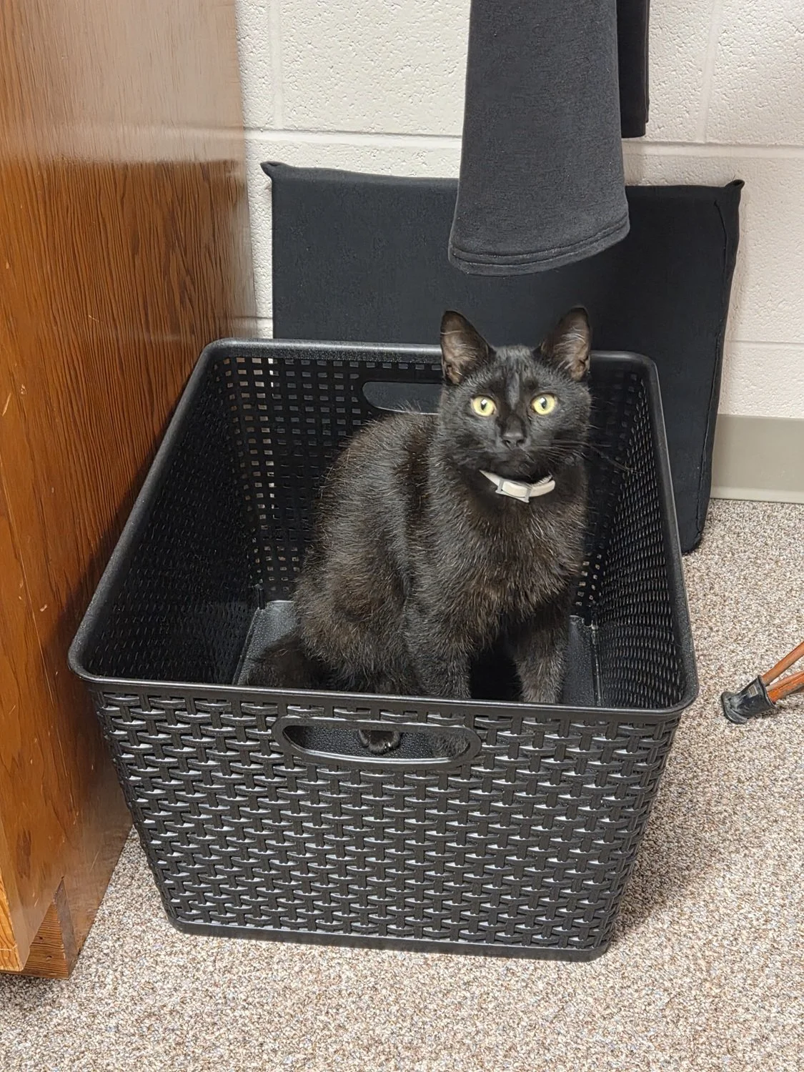  Busted! Nico managed to get inside the laundry room, but he knows the thrill of the chase is almost over … 