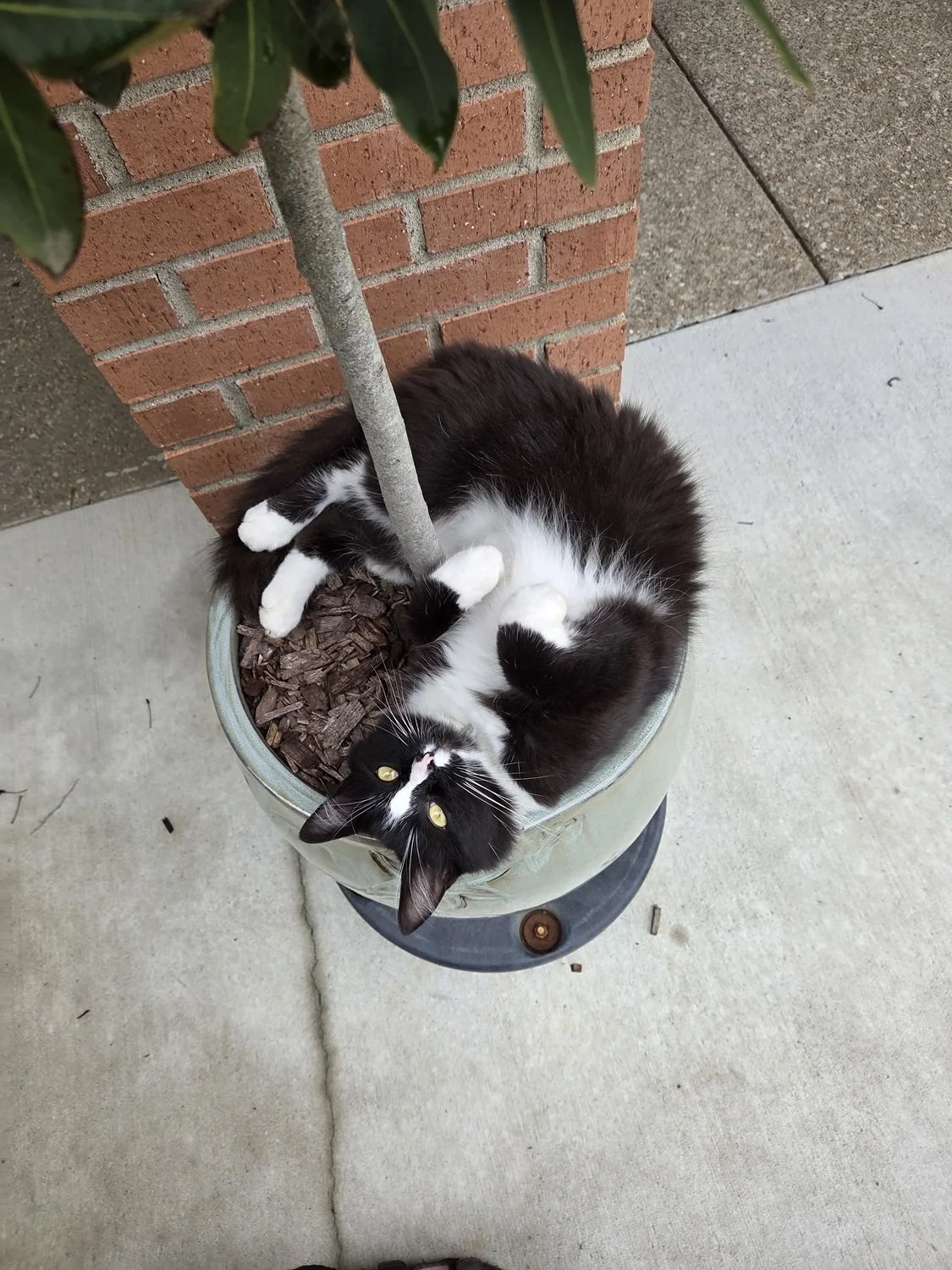 Furry Friends