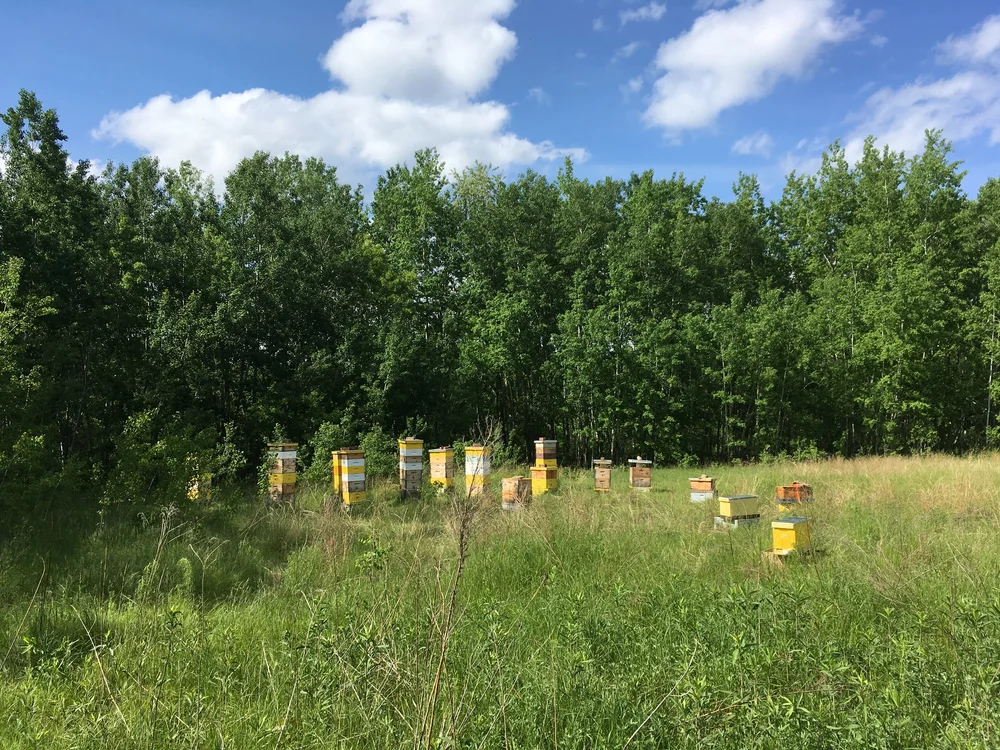 Raw Camp Beez Kneez Wildflower-Sold Out till September — The Beez