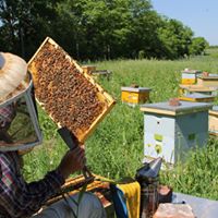 Foraging Bees: Honey Bees and Their Foraging Habits - Mann Lake Bee & Ag  Supply