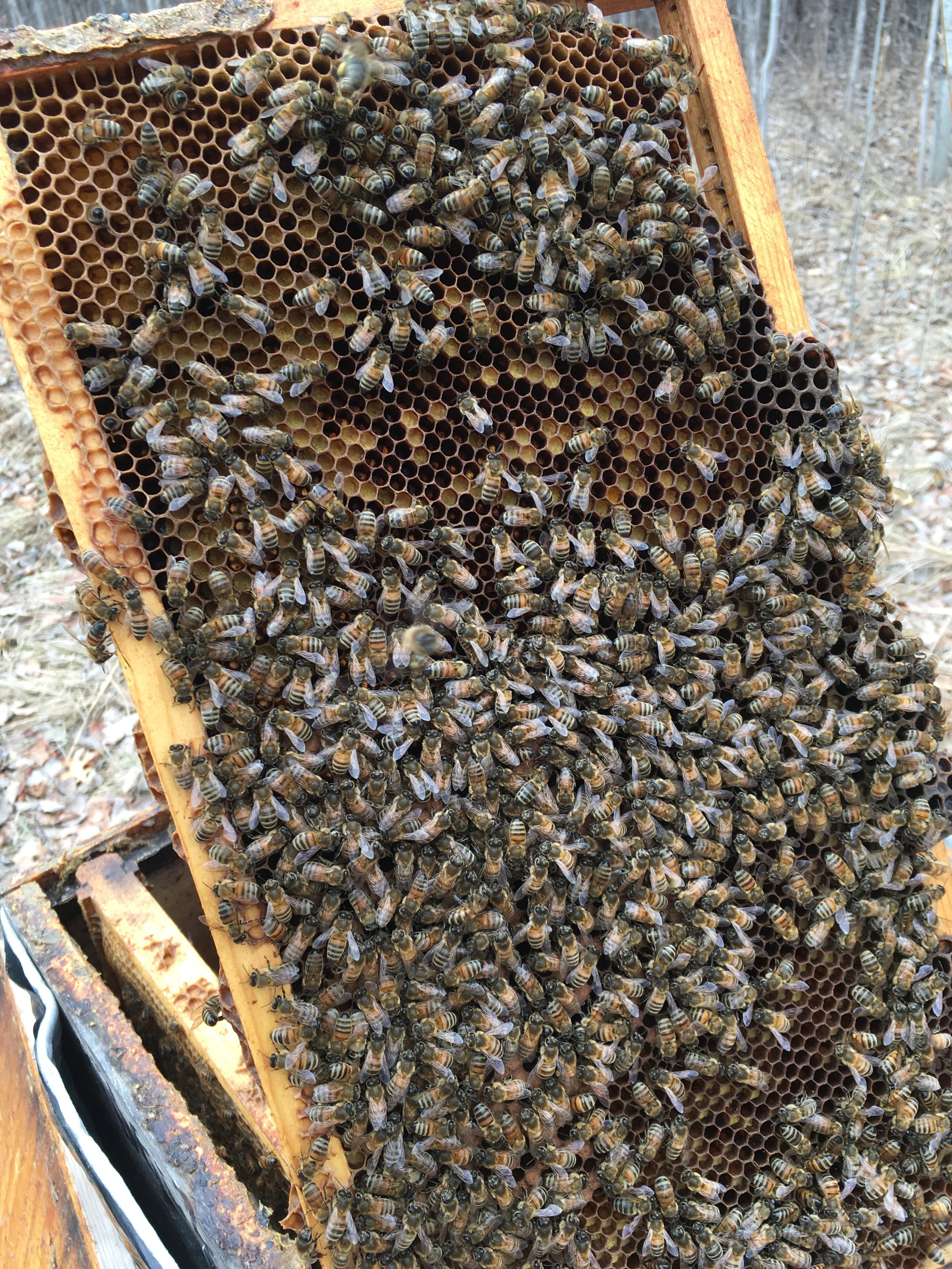 Fridley hive w/fresh pollen and patch of brood on April 8th