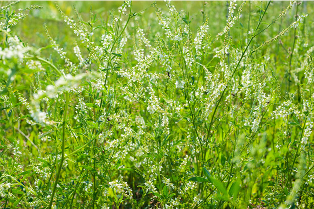 white_sweet_clover_small.jpg