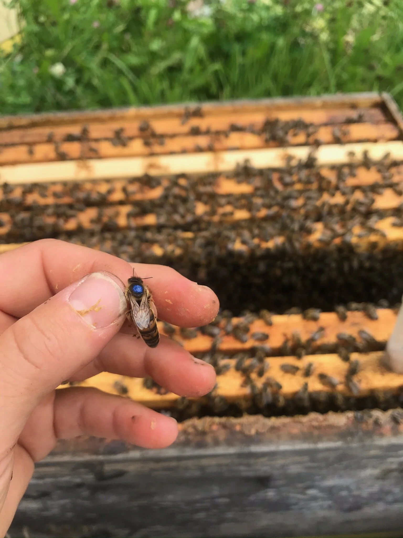 sweet bee my honey wrap