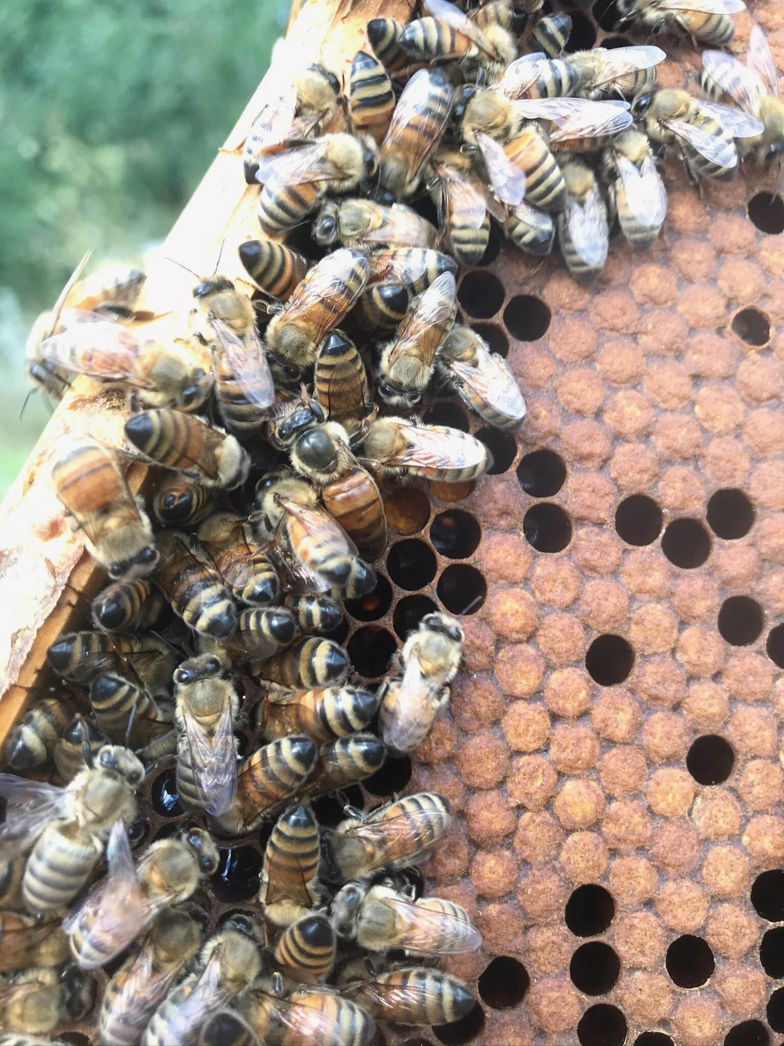 sweet bee my honey wrap