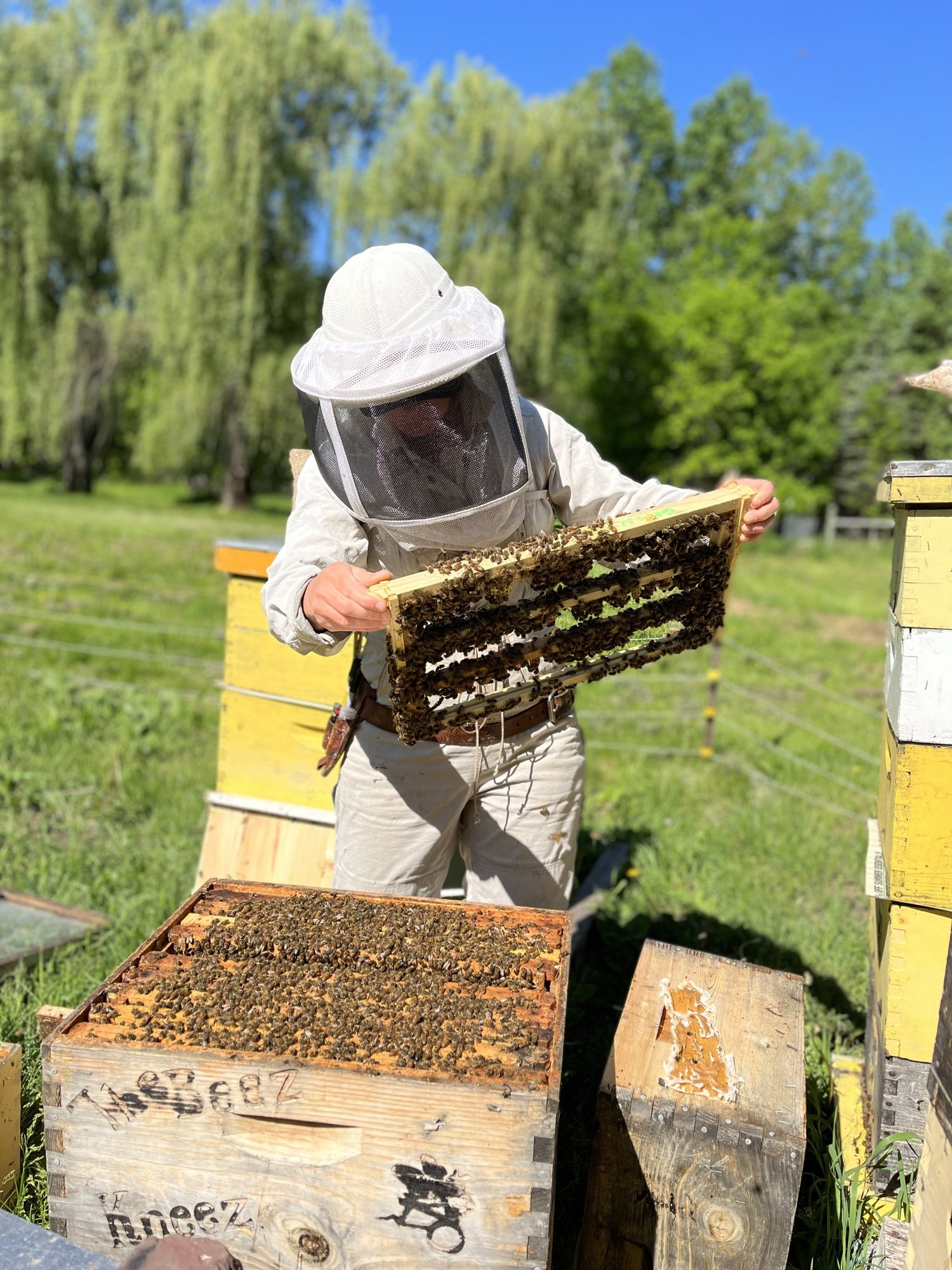 The Beez Kneez LLC