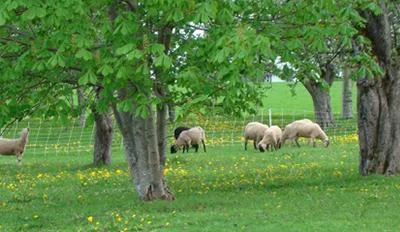 the-farm.jpg