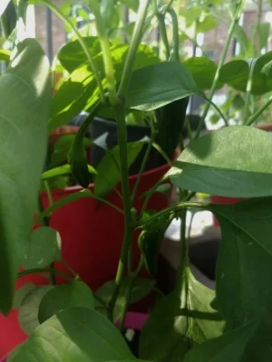 How do you know if they are done? They never seem to change color!