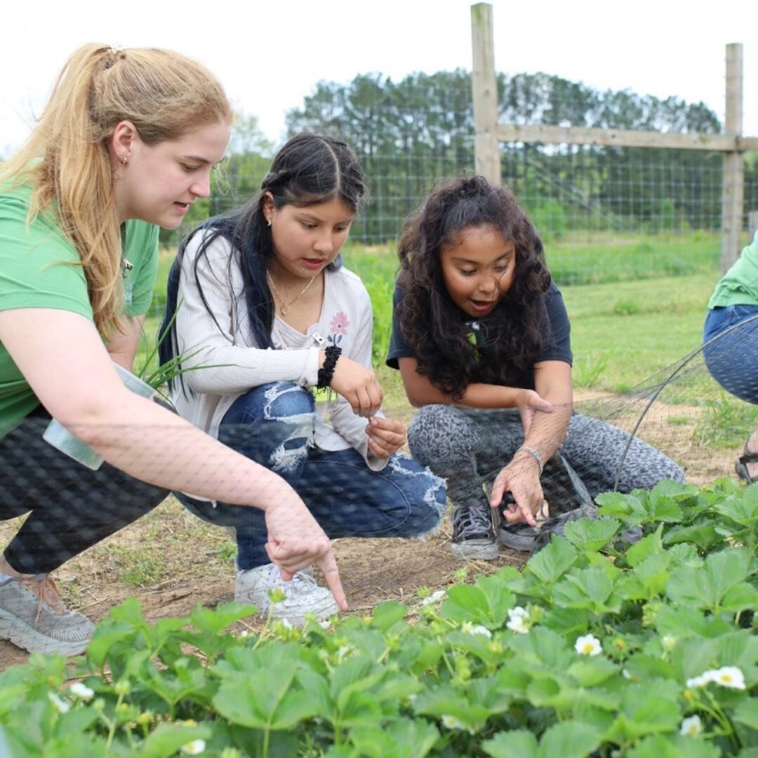 🍓It is important to us that our students leave the farm with not only a stronger understanding of why, but also an eagerness to try!

Our friends from the &quot;Growing My Plate&quot; program spent 6 weeks developing their knowledge of garden-based 