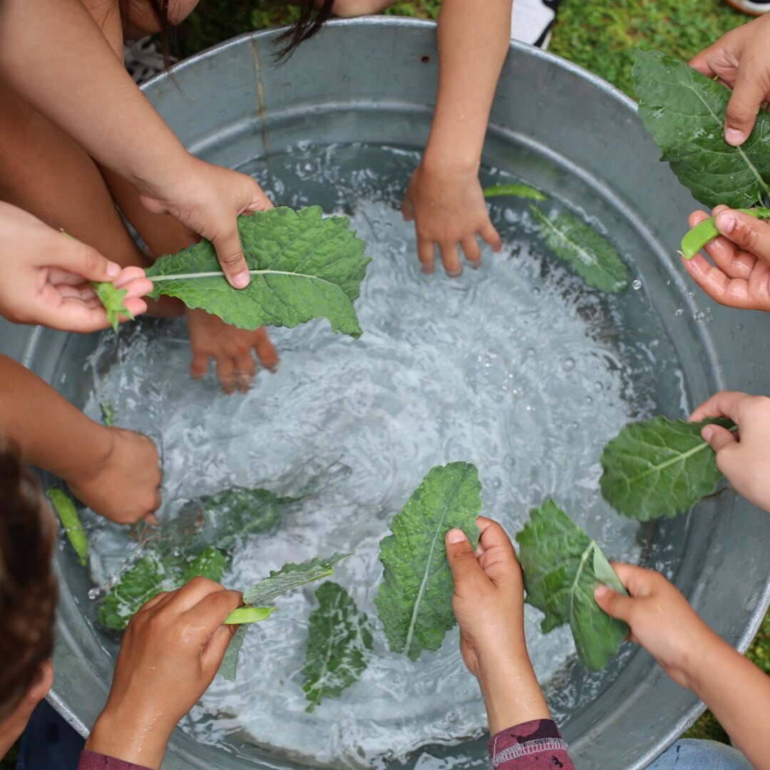 It's Friday! Are you ready for the weekend? 

Don't forget, we are open to the public tomorrow from 9 am - 12 pm! Grab your kiddos and come explore the garden. We'd love to meet you!