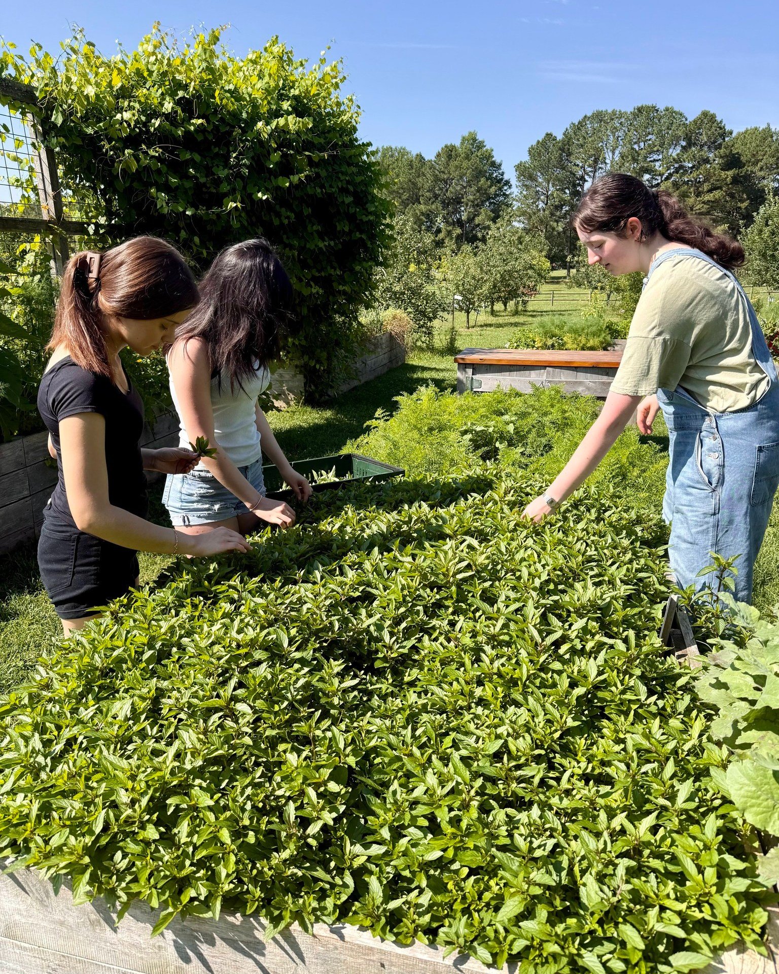 We&rsquo;re excited to have kicked off our Teen Service Learning program for the summer! 🎉

These amazing teens are already hard at work &mdash; harvesting and preparing fresh veggies for donation, helping us grow food in the Teaching Garden, and le